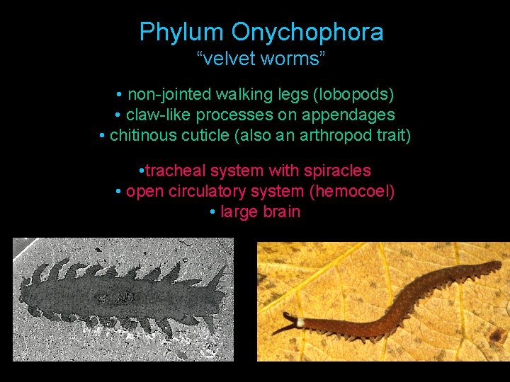 Phylum Onychophora “velvet worms” • non-jointed walking legs (lobopods) • claw-like processes on appendages