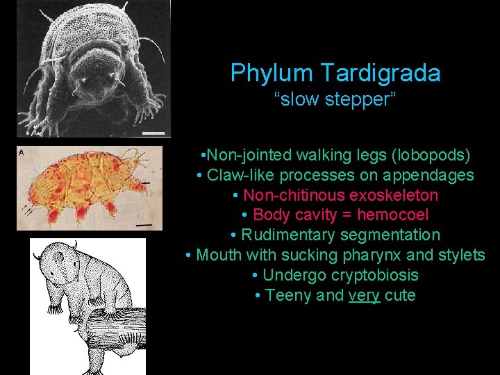 Phylum Tardigrada “slow stepper” • Non-jointed walking legs (lobopods) • Claw-like processes on appendages