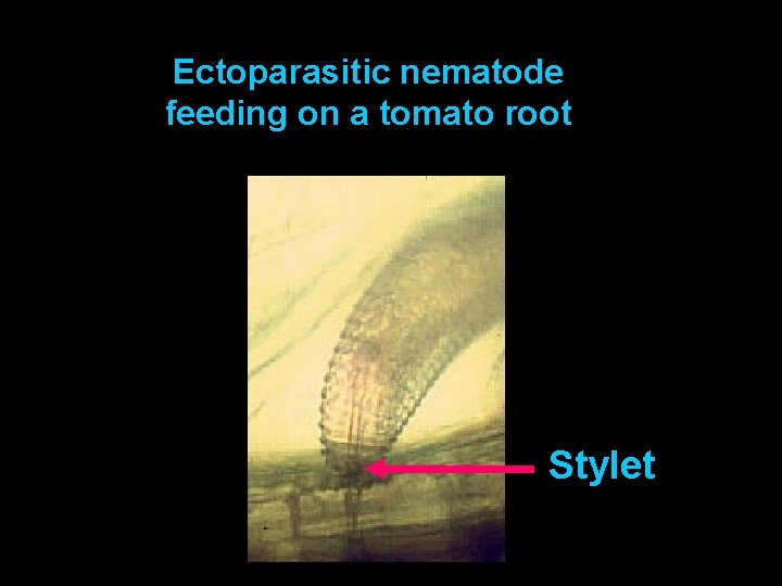 Ectoparasitic nematode feeding on a tomato root Stylet 