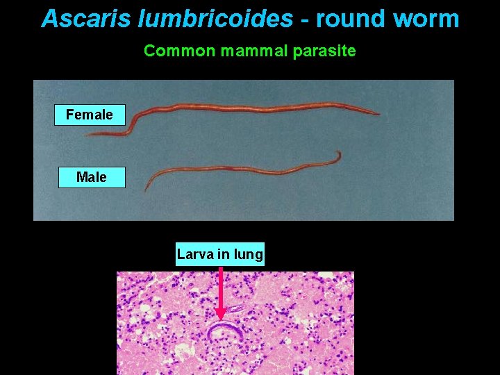 Ascaris lumbricoides - round worm Common mammal parasite Female Male Larva in lung 