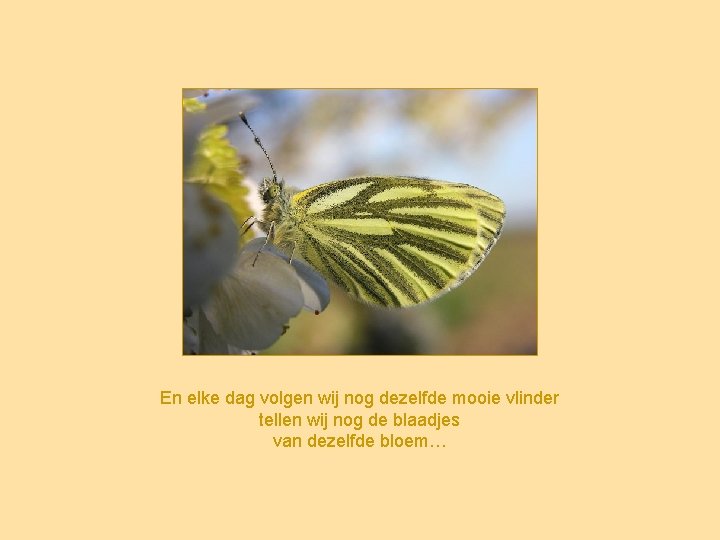 En elke dag volgen wij nog dezelfde mooie vlinder tellen wij nog de blaadjes