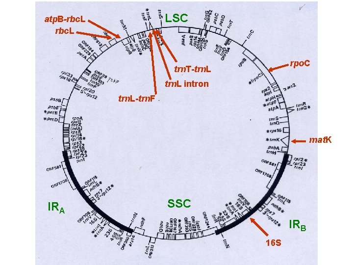 LSC atp. B-rbc. L rpo. C trn. T-trn. L intron trn. L-trn. F mat.