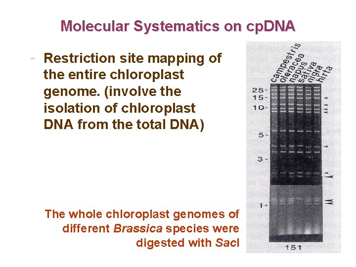 Molecular Systematics on cp. DNA - Restriction site mapping of the entire chloroplast genome.