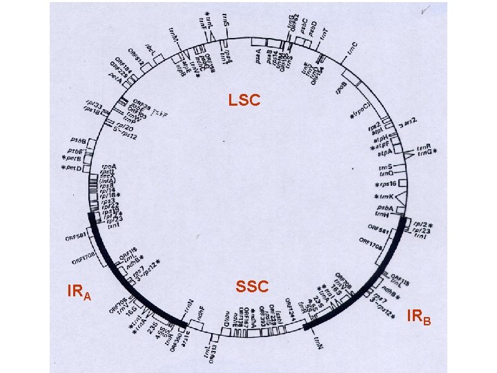 LSC IRA SSC IRB 