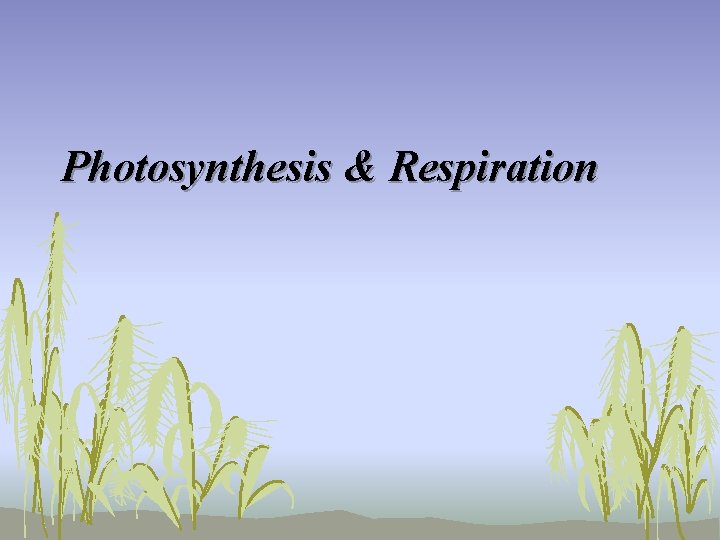 Photosynthesis & Respiration 