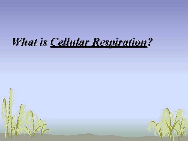 What is Cellular Respiration? 