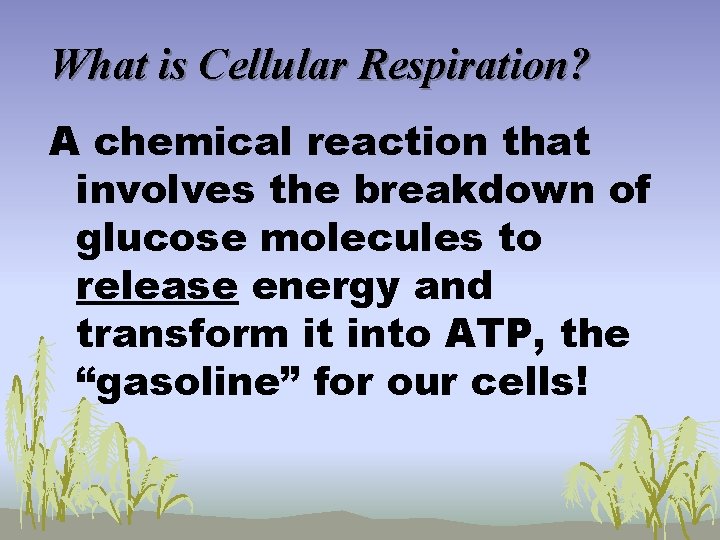 What is Cellular Respiration? A chemical reaction that involves the breakdown of glucose molecules