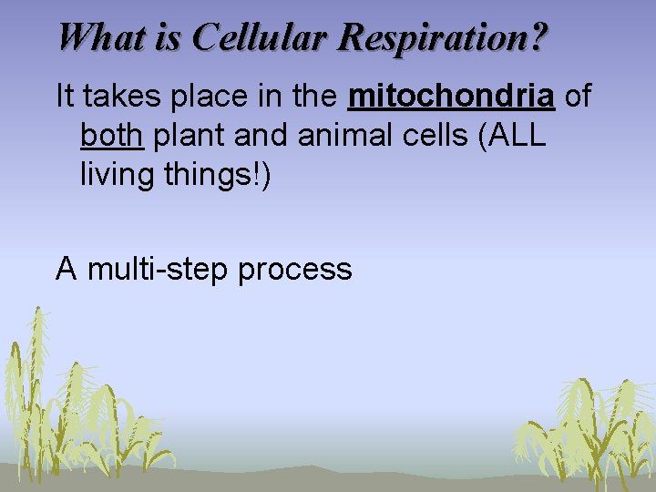 What is Cellular Respiration? It takes place in the mitochondria of both plant and