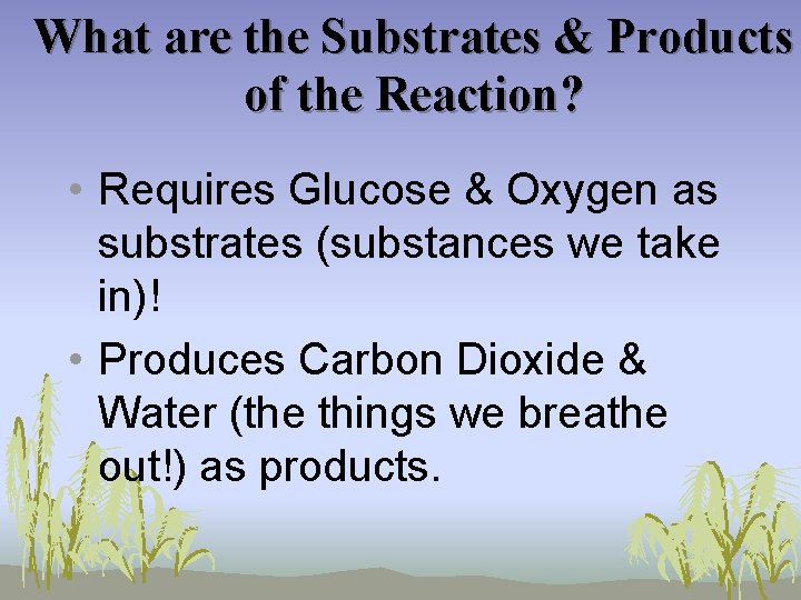 What are the Substrates & Products of the Reaction? • Requires Glucose & Oxygen