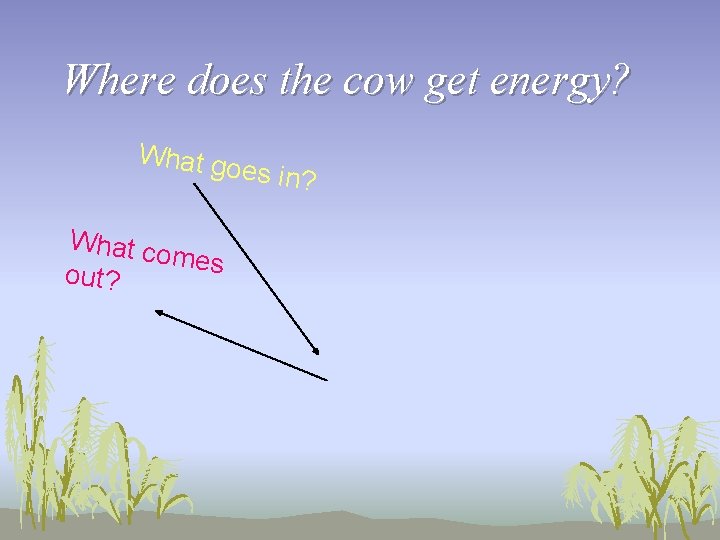 Where does the cow get energy? What go What co mes out? es in?
