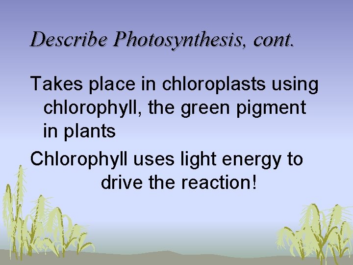 Describe Photosynthesis, cont. Takes place in chloroplasts using chlorophyll, the green pigment in plants