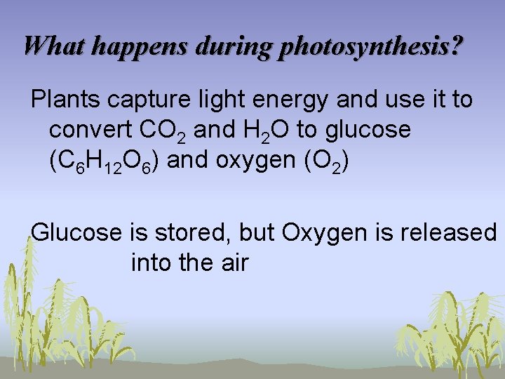 What happens during photosynthesis? Plants capture light energy and use it to convert CO