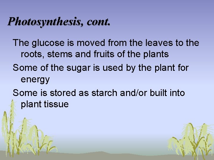 Photosynthesis, cont. The glucose is moved from the leaves to the roots, stems and