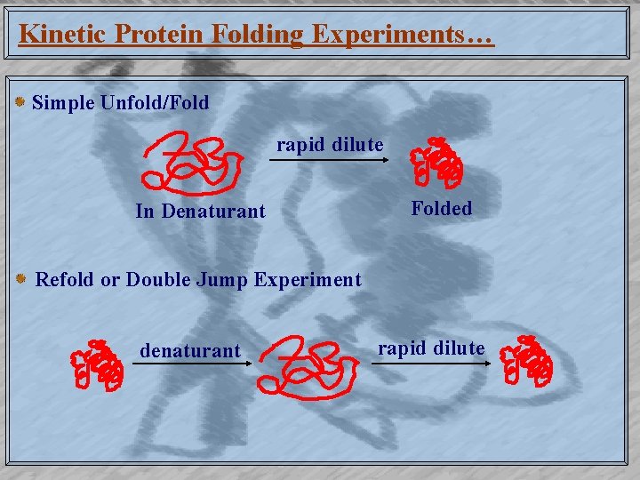 Kinetic Protein Folding Experiments… Simple Unfold/Fold rapid dilute In Denaturant Folded Refold or Double