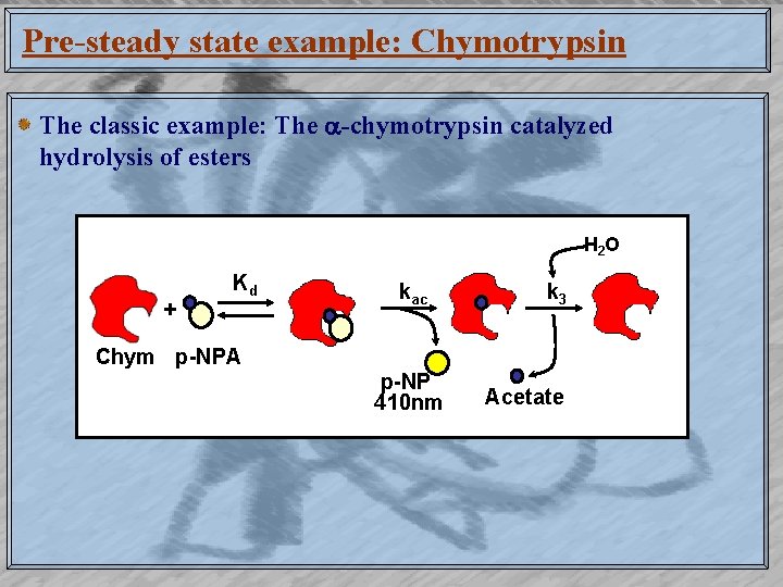 Pre-steady state example: Chymotrypsin The classic example: The -chymotrypsin catalyzed hydrolysis of esters H