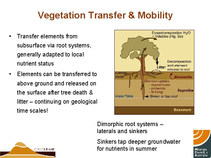 Vegetation Transfer & Mobility • Transfer elements from subsurface via root systems, generally adapted