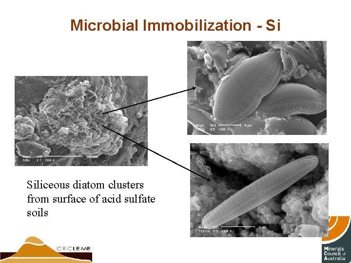 Microbial Immobilization - Si Siliceous diatom clusters from surface of acid sulfate soils 