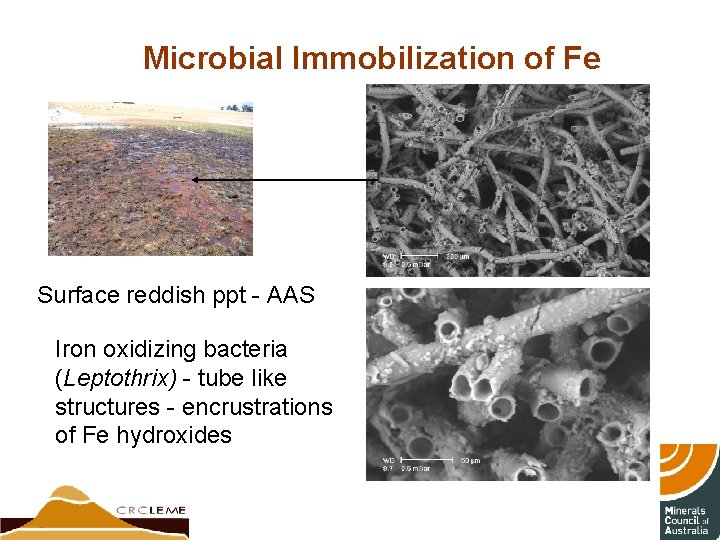 Microbial Immobilization of Fe Surface reddish ppt - AAS Iron oxidizing bacteria (Leptothrix) -