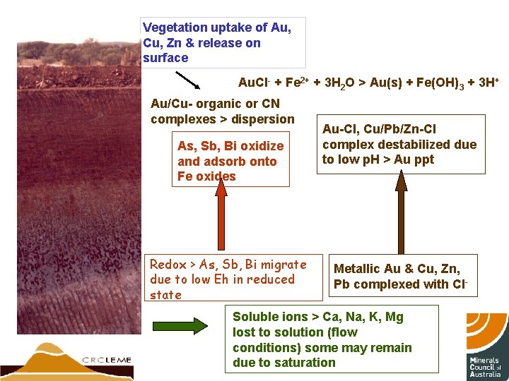 Vegetation uptake of Au, Cu, Zn & release on surface Au. Cl- + Fe