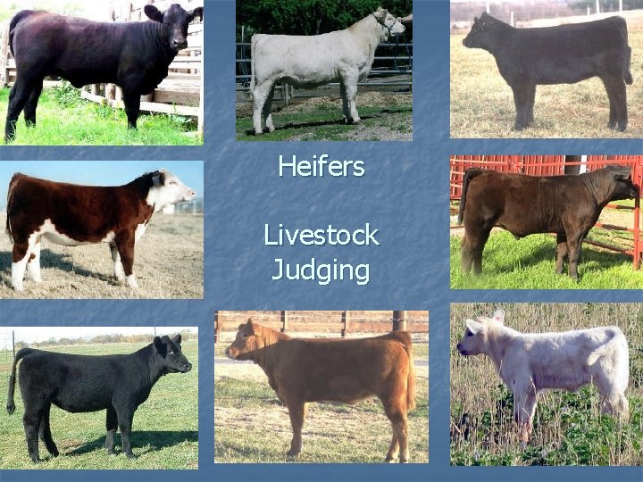 Heifers Livestock Judging 