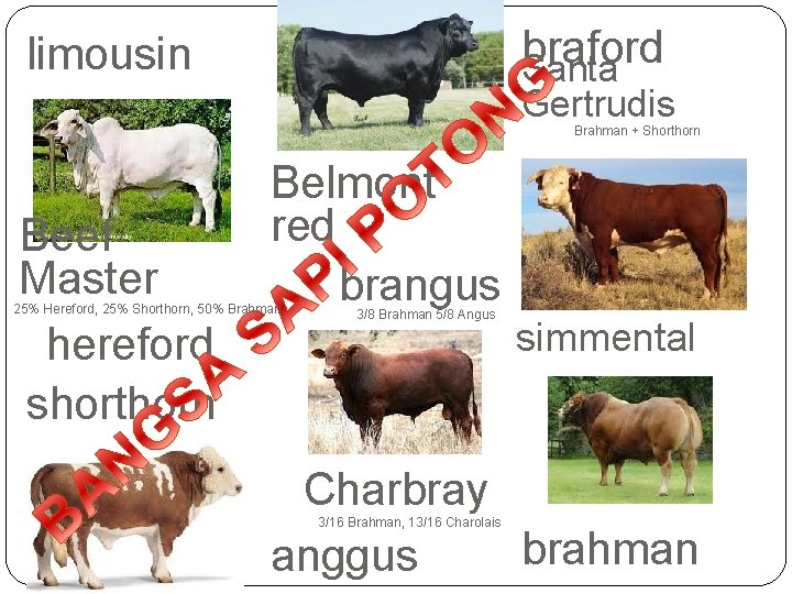 braford Santa limousin Gertrudis Brahman + Shorthorn Beef Master hereford shorthorn Belmont red brangus