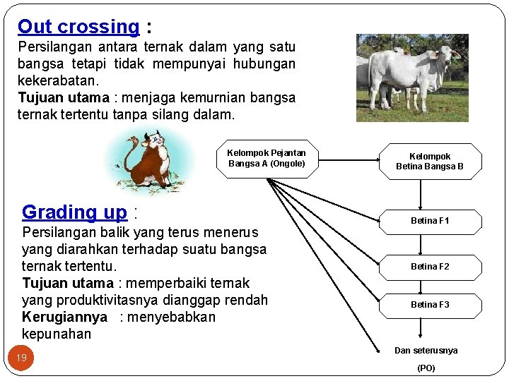 Out crossing : Persilangan antara ternak dalam yang satu bangsa tetapi tidak mempunyai hubungan