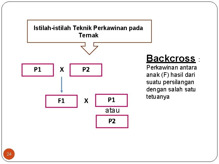 Istilah-istilah Teknik Perkawinan pada Ternak Backcross : P 1 24 X P 2 F