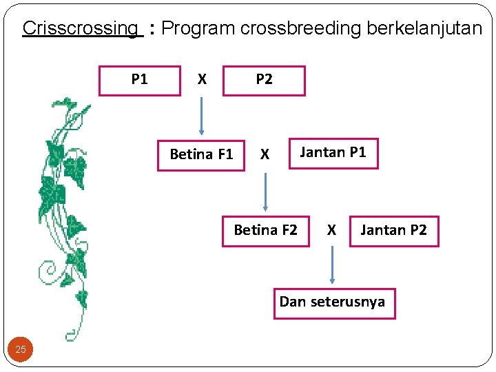 Crisscrossing : Program crossbreeding berkelanjutan P 1 X P 2 Betina F 1 X