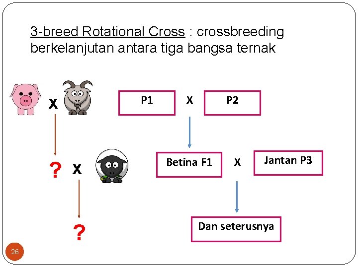 3 -breed Rotational Cross : crossbreeding berkelanjutan antara tiga bangsa ternak x P 1