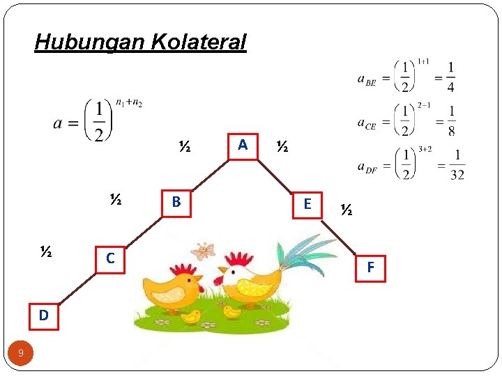 Hubungan Kolateral ½ ½ ½ D 9 C B A ½ E ½ F