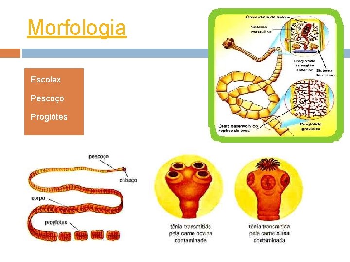PLATELMINTOS Vermes achatados Planria Morfologia Heterotrficos de vida
