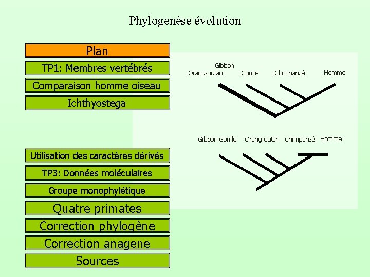 Phylogenèse évolution Plan TP 1: Membres vertébrés Gibbon Orang-outan Gorille Chimpanzé Homme Comparaison homme
