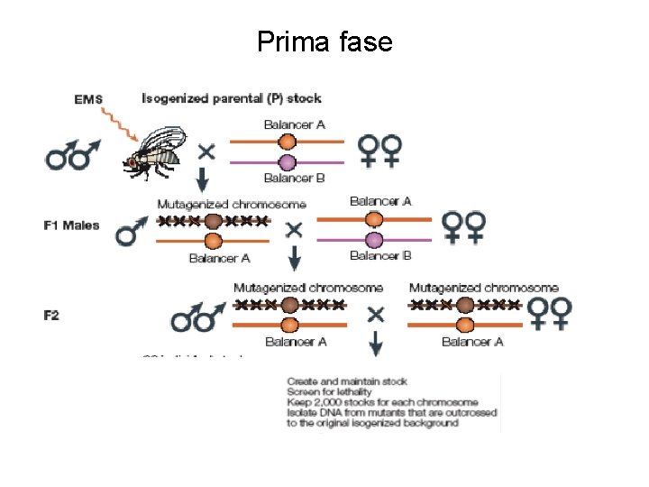 Prima fase Prima fase
