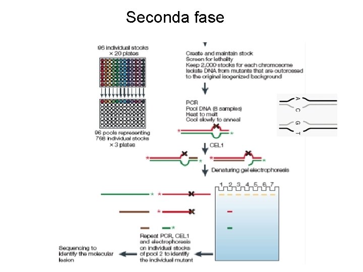 Seconda fase Seconda fase