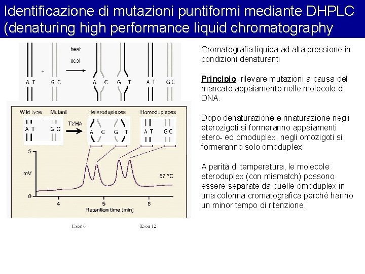 Identificazione di mutazioni puntiformi mediante DHPLC (denaturing high performance liquid chromatography Cromatografia liquida ad Identificazione di mutazioni puntiformi mediante DHPLC (denaturing high performance liquid chromatography Cromatografia liquida ad