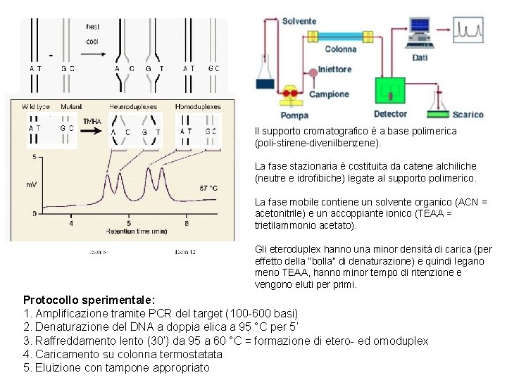 Il supporto cromatografico è a base polimerica (poli-stirene-divenilbenzene). La fase stazionaria è costituita da Il supporto cromatografico è a base polimerica (poli-stirene-divenilbenzene). La fase stazionaria è costituita da