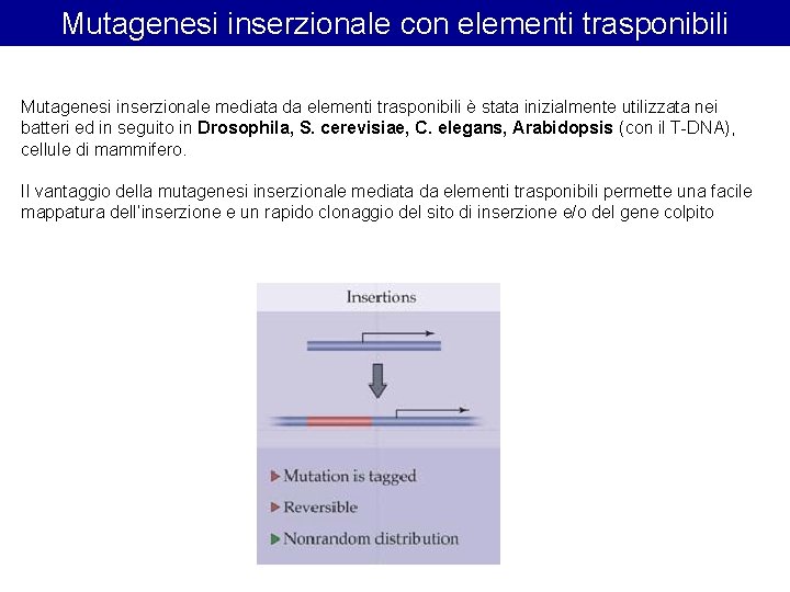 Mutagenesi inserzionale con elementi trasponibili Mutagenesi inserzionale mediata da elementi trasponibili è stata inizialmente Mutagenesi inserzionale con elementi trasponibili Mutagenesi inserzionale mediata da elementi trasponibili è stata inizialmente