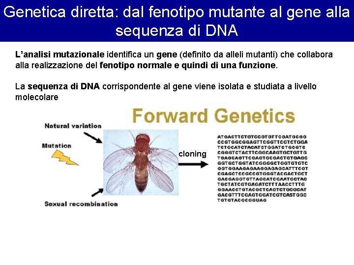 Genetica diretta: dal fenotipo mutante al gene alla sequenza di DNA L’analisi mutazionale identifica Genetica diretta: dal fenotipo mutante al gene alla sequenza di DNA L’analisi mutazionale identifica