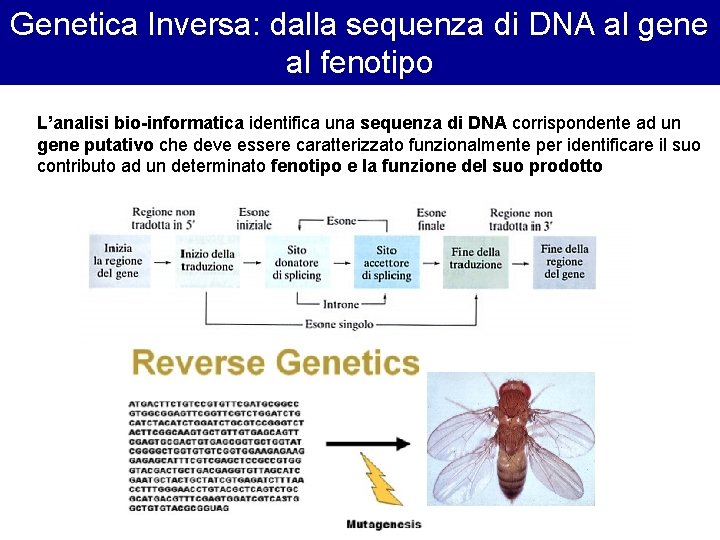 Genetica Inversa: dalla sequenza di DNA al gene al fenotipo L’analisi bio-informatica identifica una Genetica Inversa: dalla sequenza di DNA al gene al fenotipo L’analisi bio-informatica identifica una