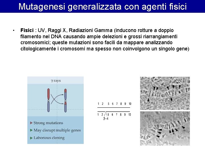 Mutagenesi generalizzata con agenti fisici • Fisici : UV, Raggi X, Radiazioni Gamma (inducono Mutagenesi generalizzata con agenti fisici • Fisici : UV, Raggi X, Radiazioni Gamma (inducono