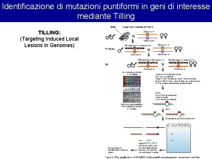Identificazione di mutazioni puntiformi in geni di interesse mediante Tilling TILLING: (Targeting Induced Local Identificazione di mutazioni puntiformi in geni di interesse mediante Tilling TILLING: (Targeting Induced Local
