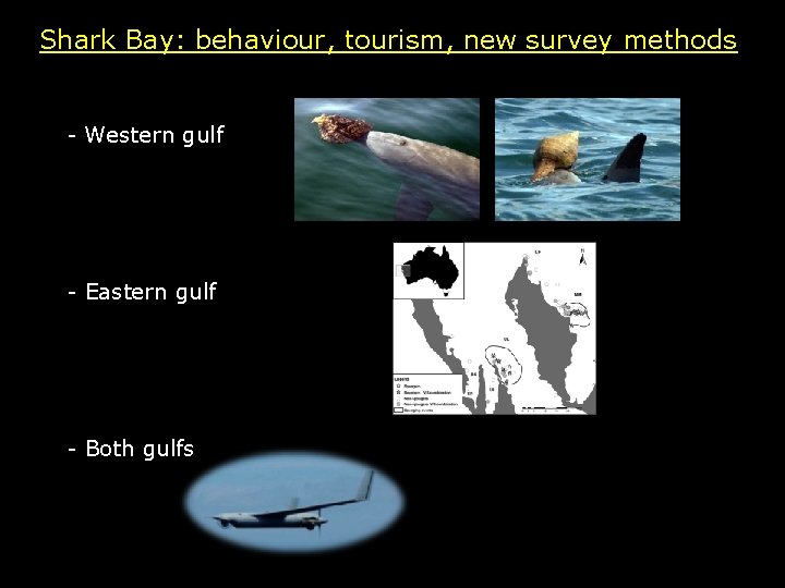 Shark Bay: behaviour, tourism, new survey methods - Western gulf - Eastern gulf -
