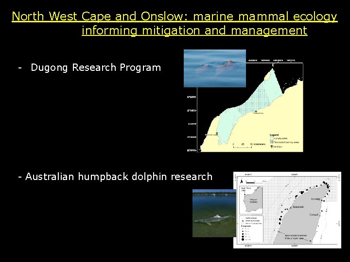 North West Cape and Onslow: marine mammal ecology informing mitigation and management - Dugong