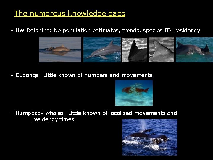 The numerous knowledge gaps - NW Dolphins: No population estimates, trends, species ID, residency