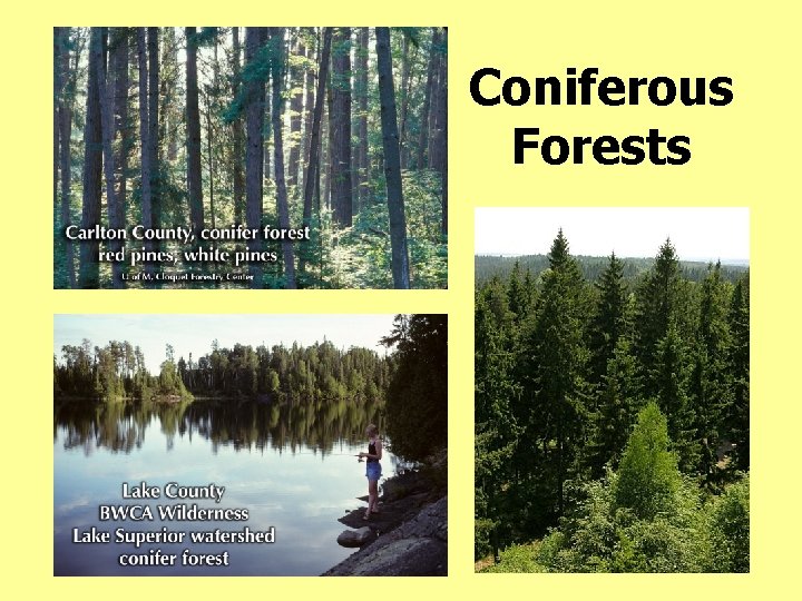 Coniferous Forests 