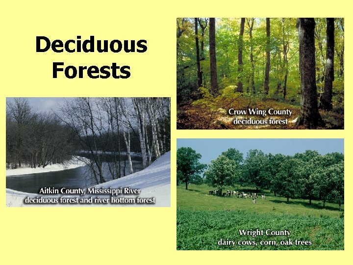Deciduous Forests 