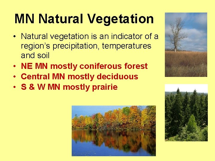 MN Natural Vegetation • Natural vegetation is an indicator of a region’s precipitation, temperatures