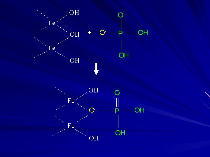 OH O- Fe OH + Fe O- P OH OH O- O- P Fe