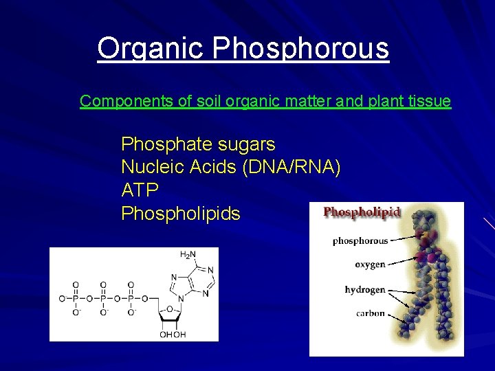 Organic Phosphorous Components of soil organic matter and plant tissue Phosphate sugars Nucleic Acids