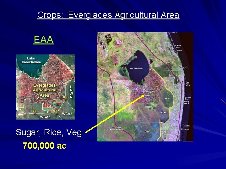 Crops: Everglades Agricultural Area EAA Sugar, Rice, Veg. 700, 000 ac 